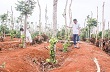 Diện tích cây hồ tiêu, cao su tăng 